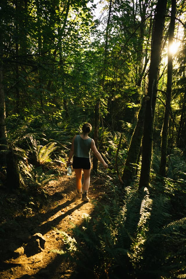 A person walks along a forest trail, bathed in sunlight filtering through the trees