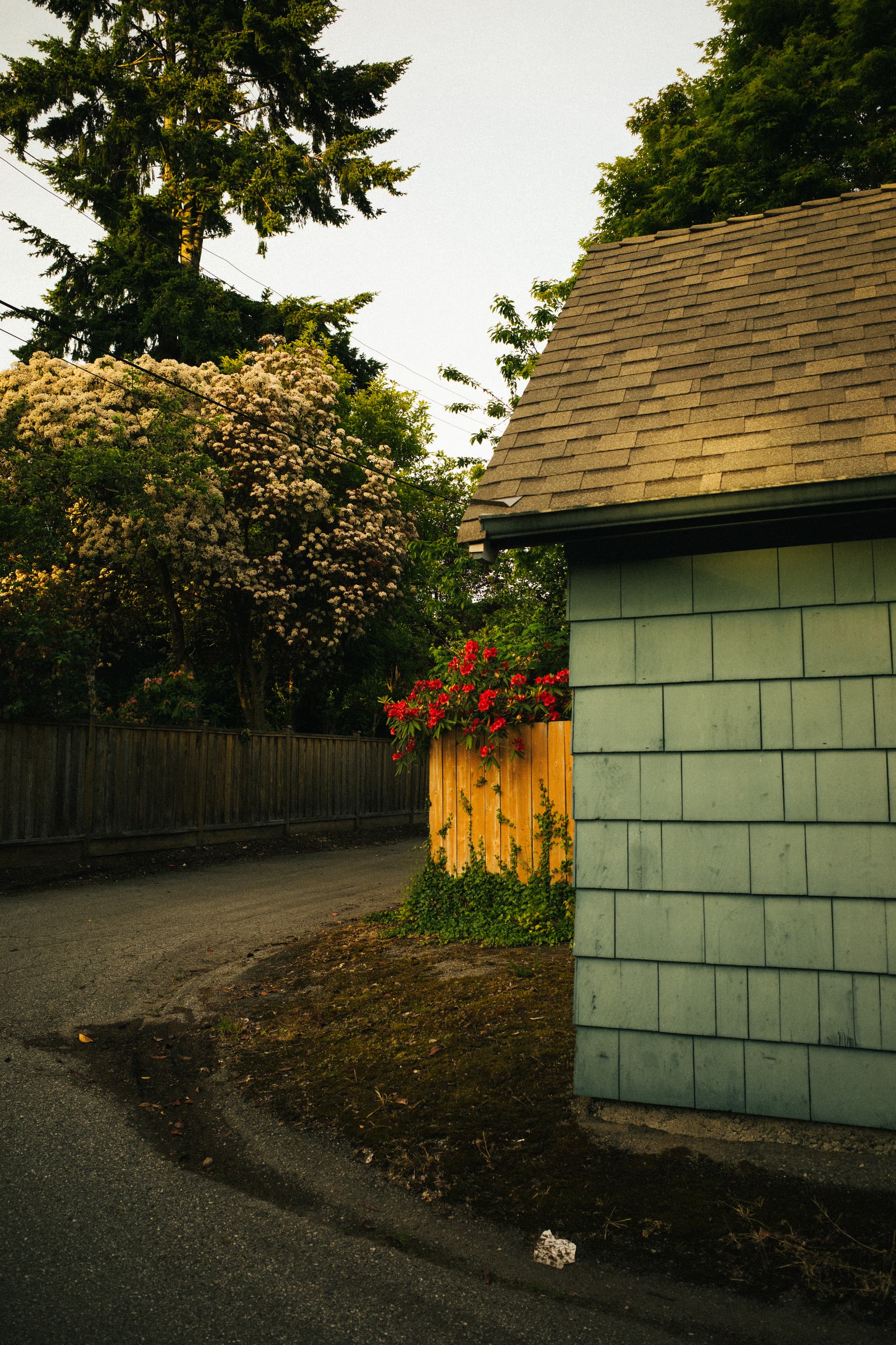 A quaint corner with a blue-sided building and a wooden fence adorned with red flowers, surrounded by lush greenery and a tree with white blossoms