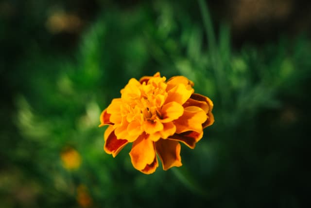 A vibrant orange marigold against a blurred green background