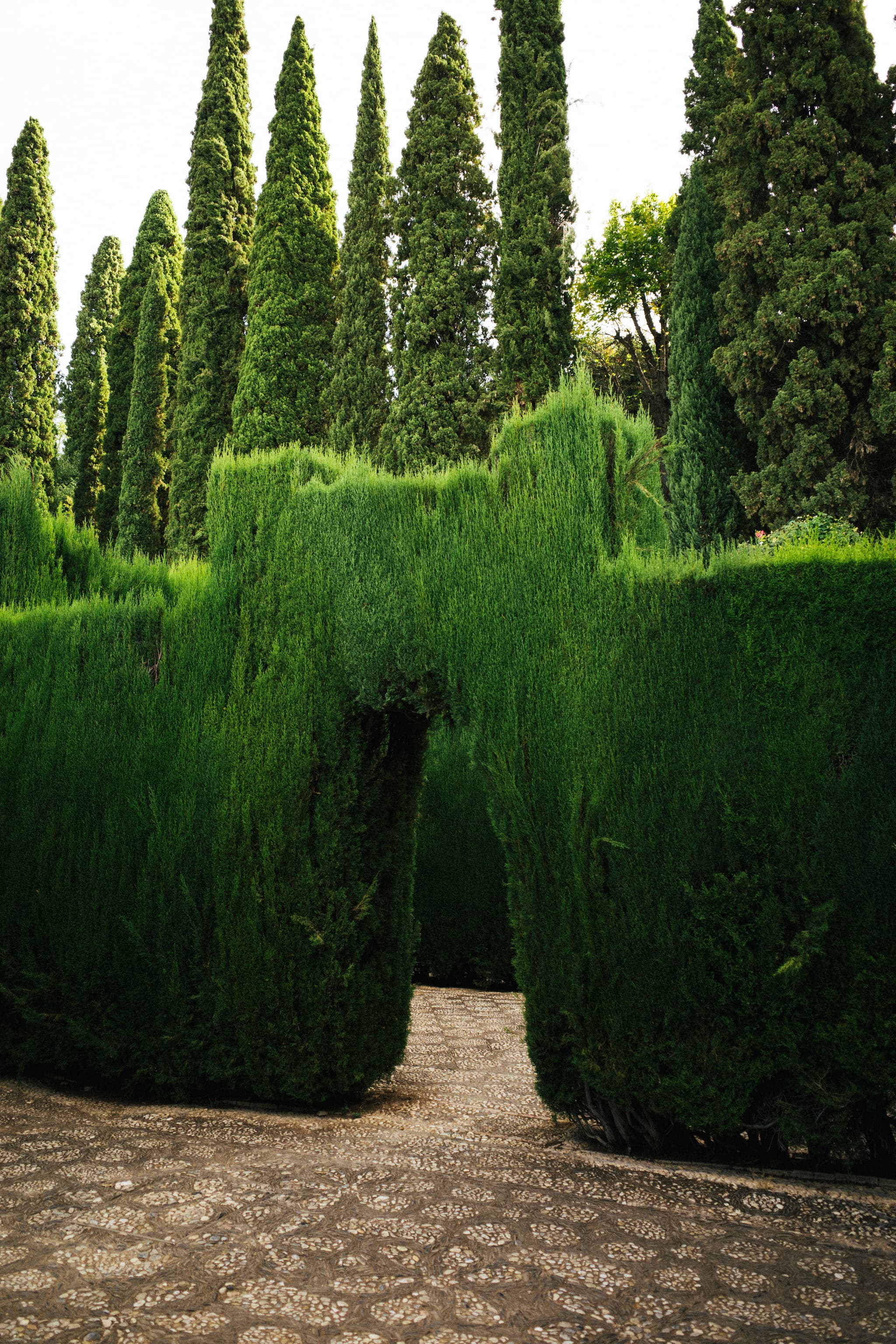 Tall, neatly trimmed green hedges with a pathway cut through the middle, flanked by a row of slender cypress trees under a clear sky