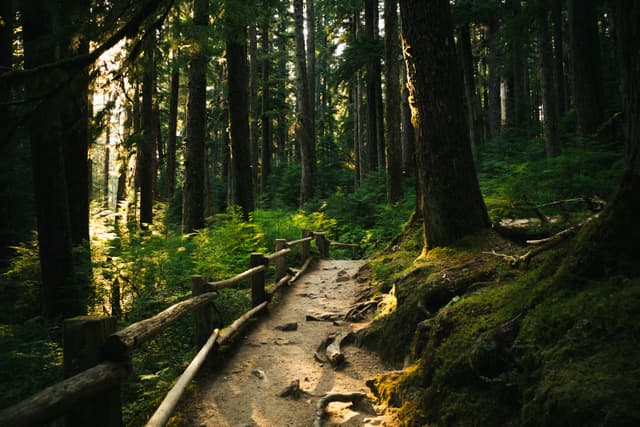 A serene forest path dappled with sunlight filtering through dense trees, highlighting the lush green moss and undergrowth