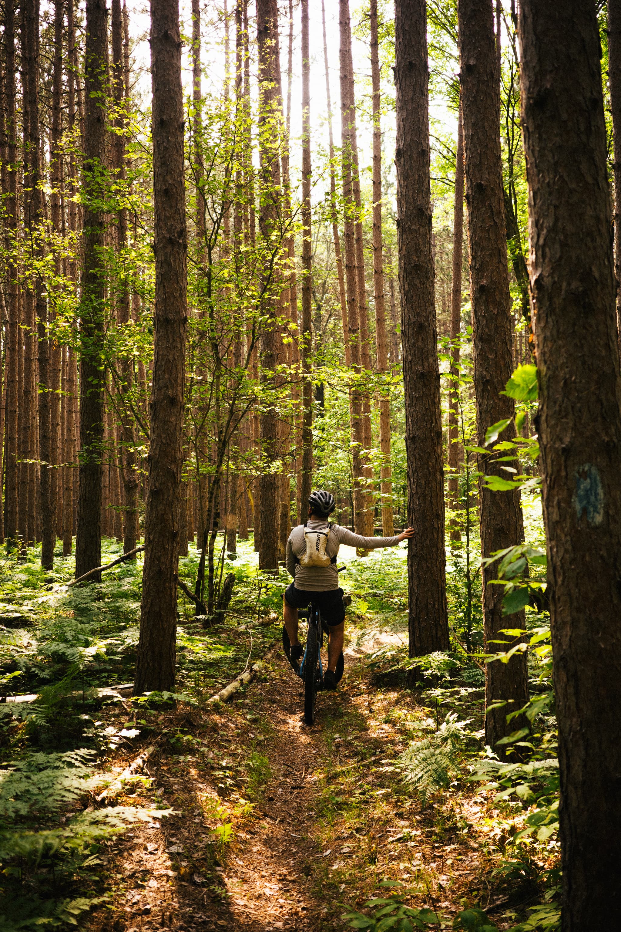 A person rides a bicycle along a narrow trail through a dense forest, with sunlight filtering through the tall trees