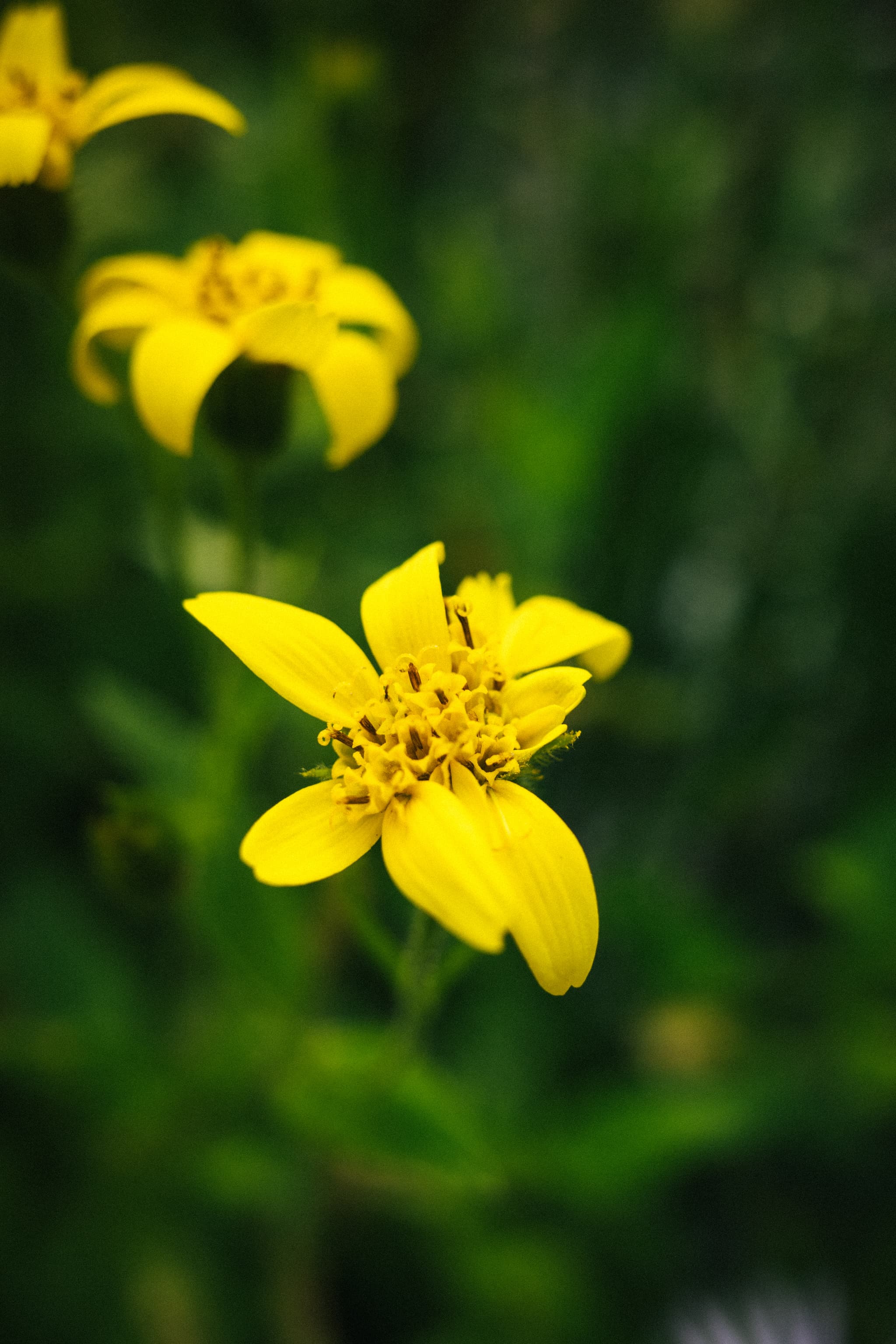 Vibrant yellow flowers with a blurred green background