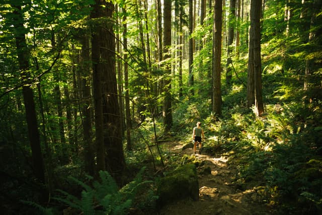 A dense, sunlit forest with tall trees and a small figure of a person in the distance on a path