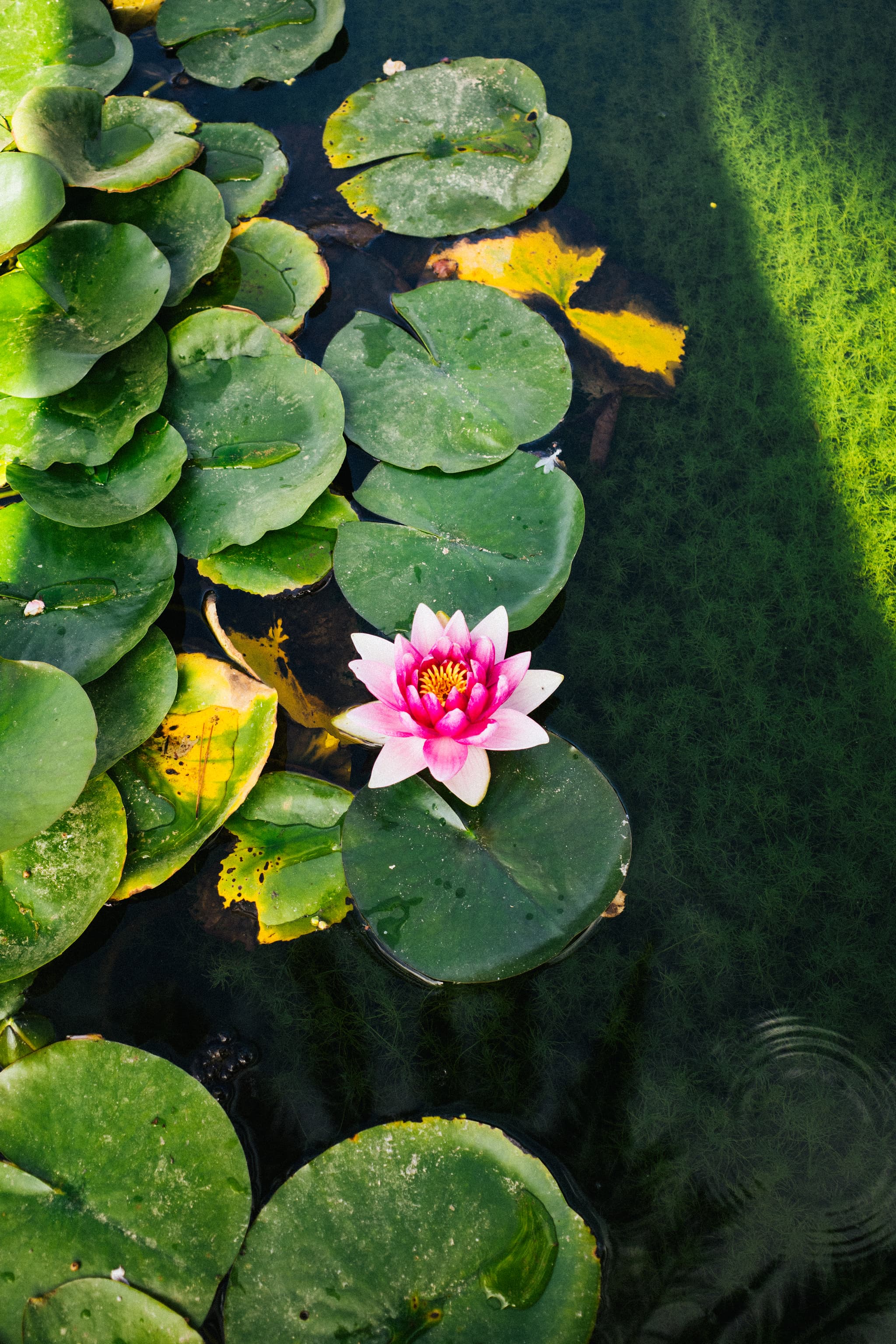 A pink water lily surrounded by green lily pads on the surface of a pond