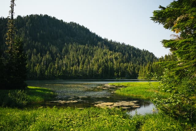 A serene landscape featuring a lush green forest with a calm lake in the foreground, under a clear blue sky