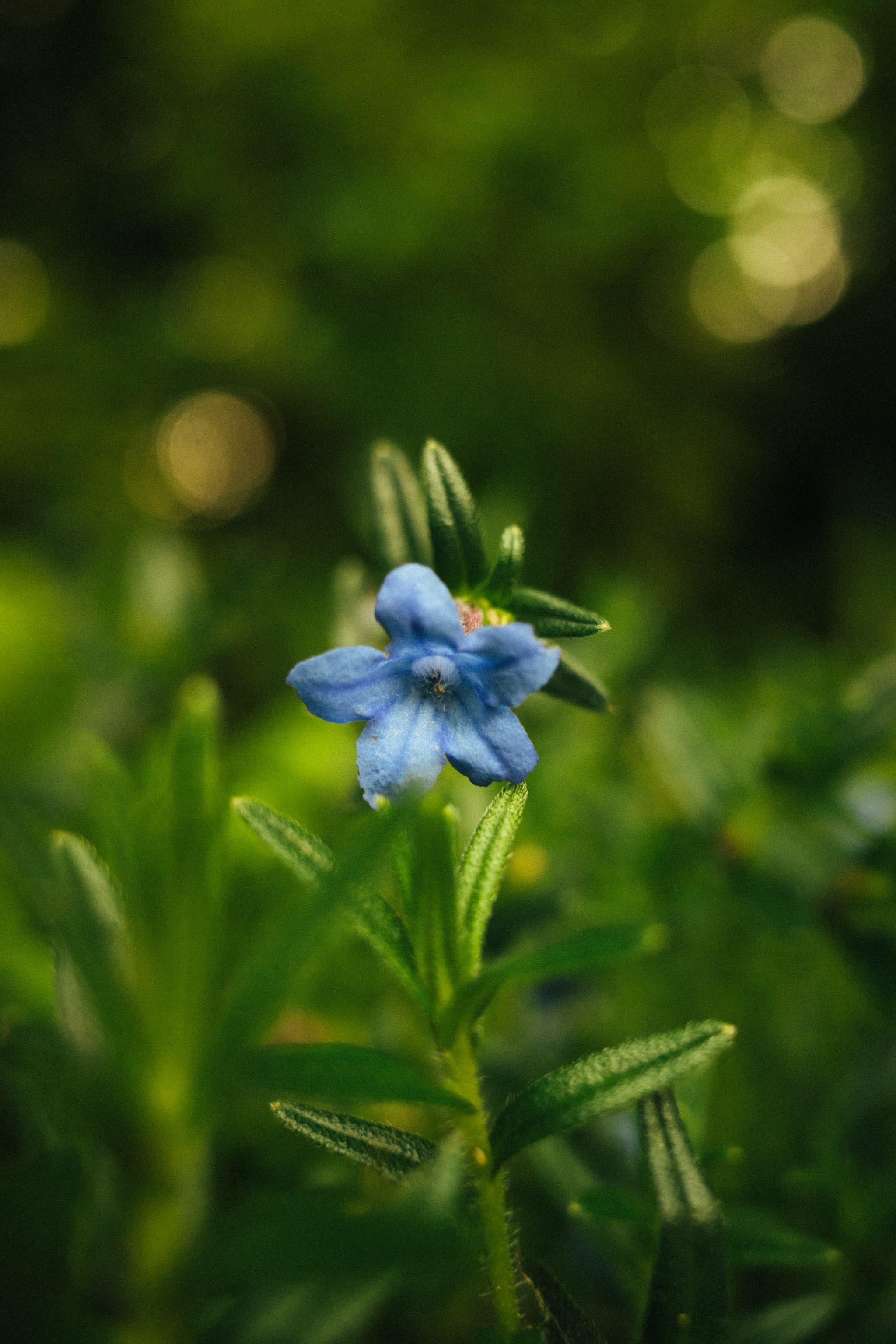 A single blue flower stands in focus against a blurred green background, with sunlight filtering through to create a bokeh effect