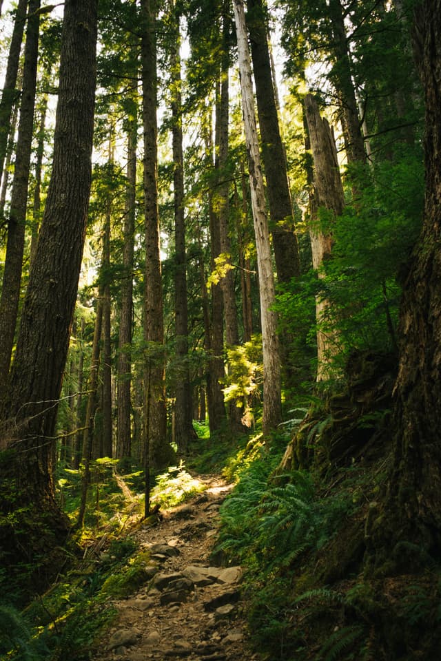 A sunlit path winds through a dense forest with tall trees and lush greenery