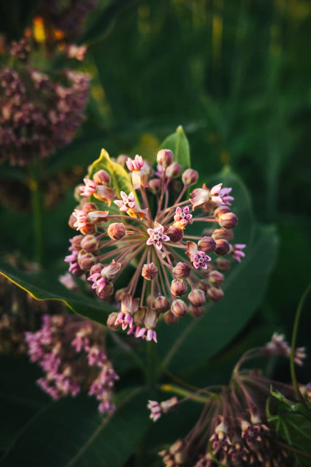 A close-up of a spherical cluster of pink and white flowers with a dark green, blurred background