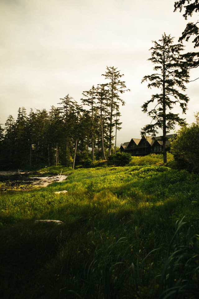 A serene landscape with tall trees and a house partially obscured by foliage under a cloudy sky