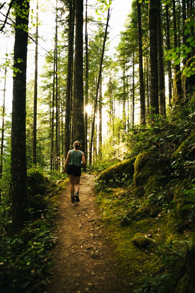 A person walking on a forest trail with sunlight filtering through the trees