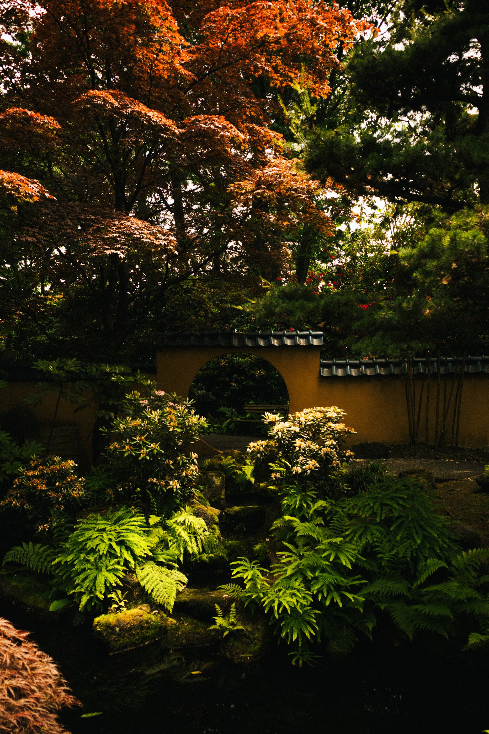 A serene garden scene with lush greenery and a tree with red leaves, complemented by a yellow wall and a bamboo fence