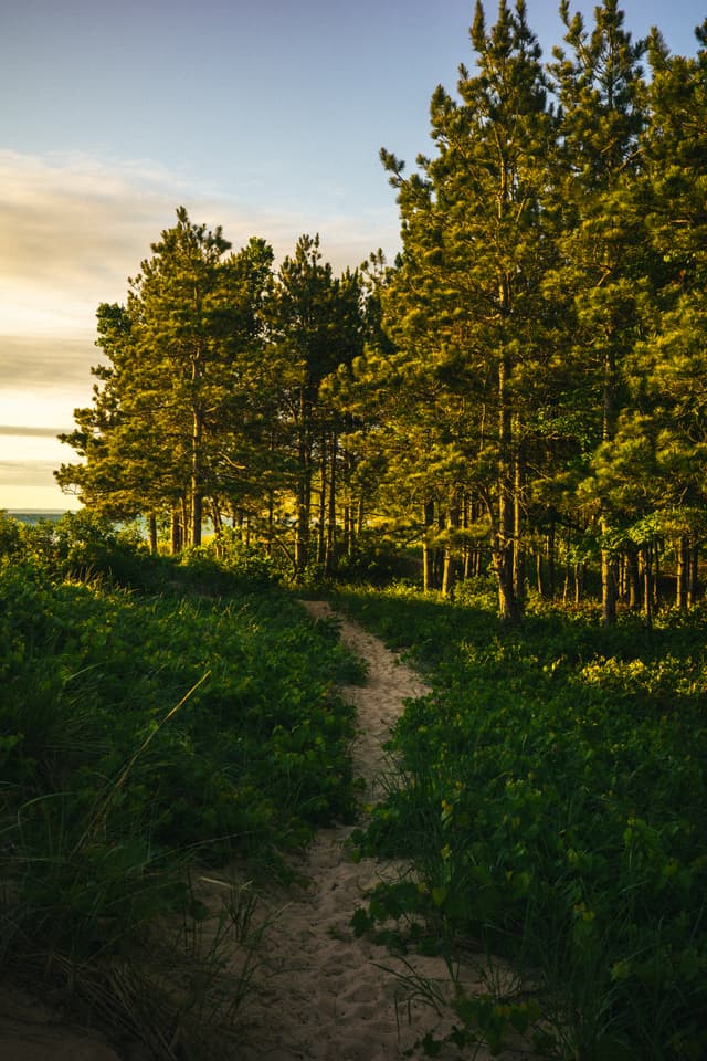 A winding path through a forest with sunlight filtering through the trees